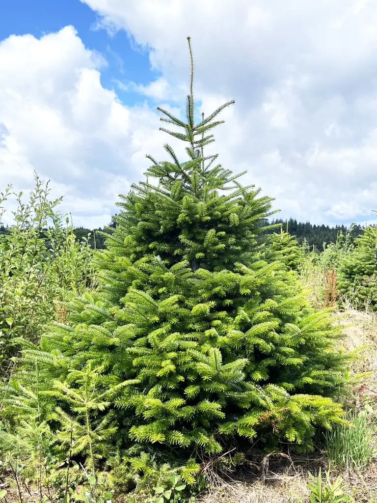 SAPIN6.webp