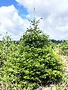 SAPIN6.webp