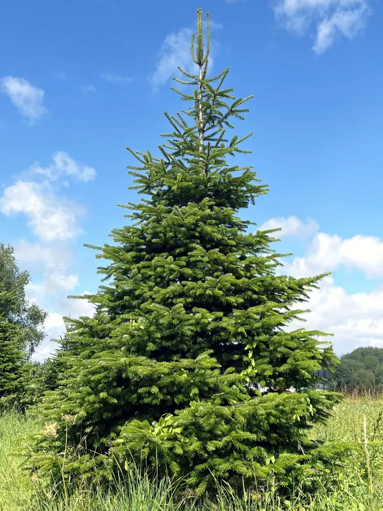 SAPIN5.webp