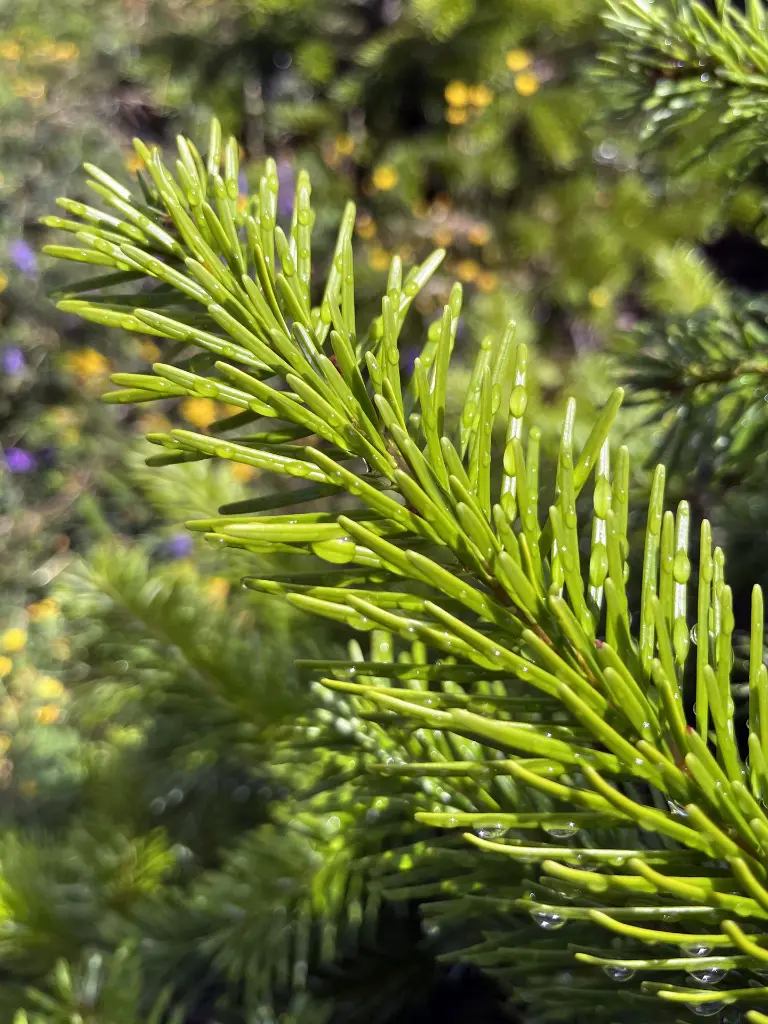 SAPIN2.webp