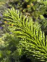 SAPIN2.webp