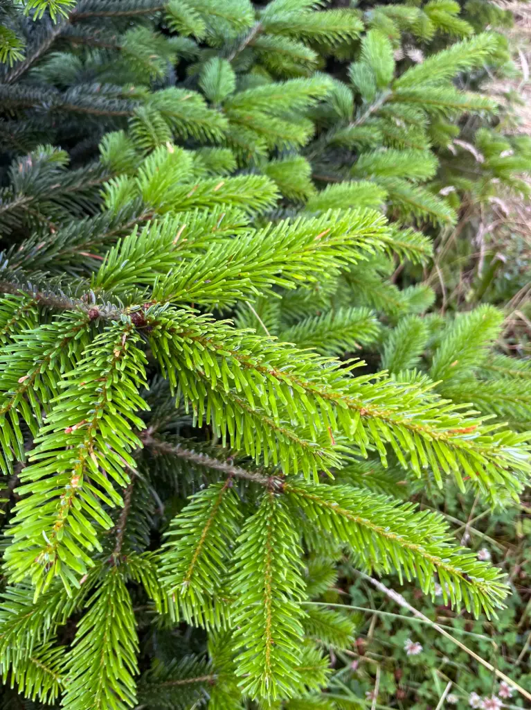 Nordmann Bio 350-400 Coupé