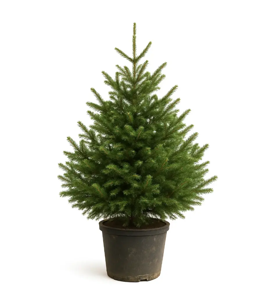 Nordmann 100-150 Pot