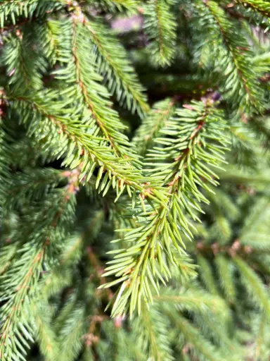 Epicea 100-150 Coupé